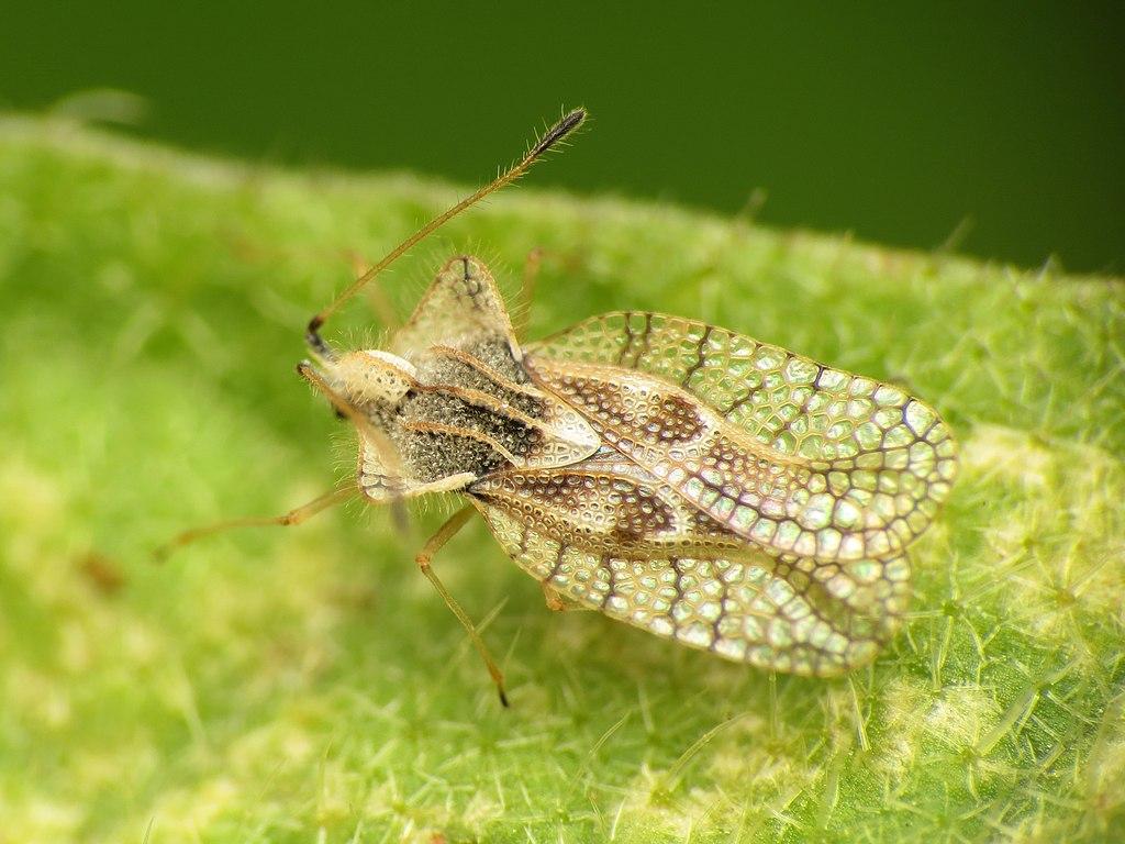 Eggplant Lace Bugs on Vegetables University of Maryland Extension